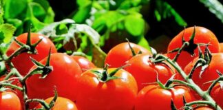 Cultivation Of Hybrid Tomatoes Hybrid Light Solution