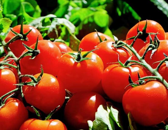 Cultivation Of Hybrid Tomatoes Hybrid Light Solution