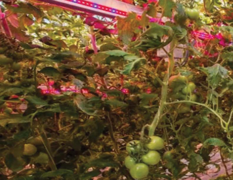 Horticultural Lights Lighting