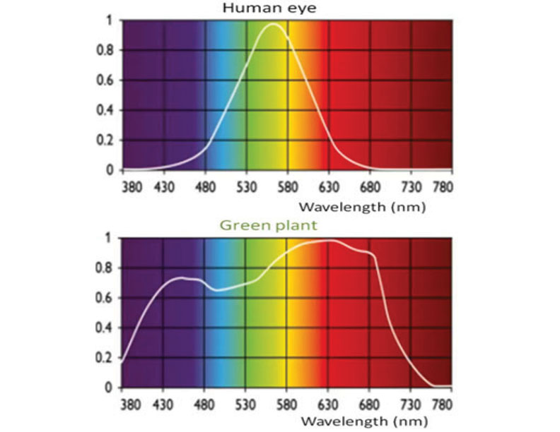 Human Eye