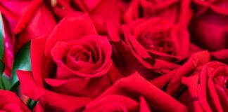 Majorland Rose Production