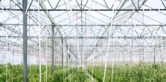 Philips Greenpower Led